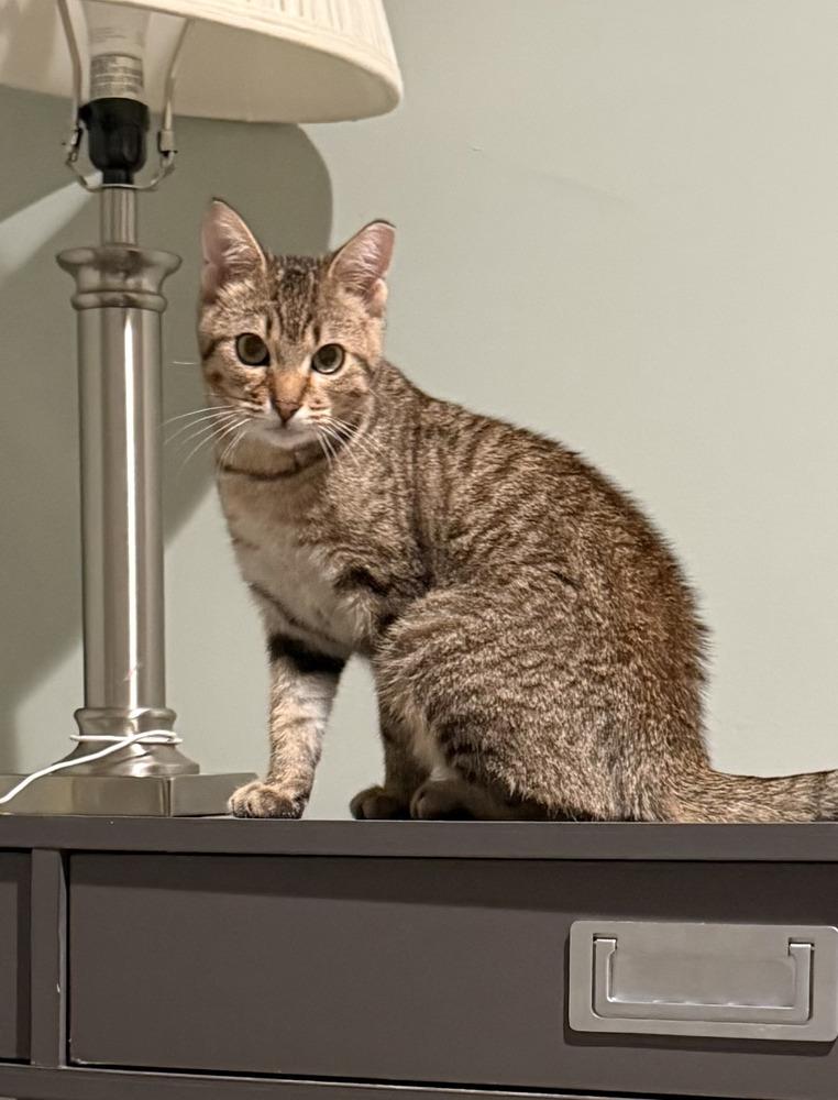 Enlarge Dusty Fang, a Adoptable Domestic Short Hair in Omaha, NE image 3/4