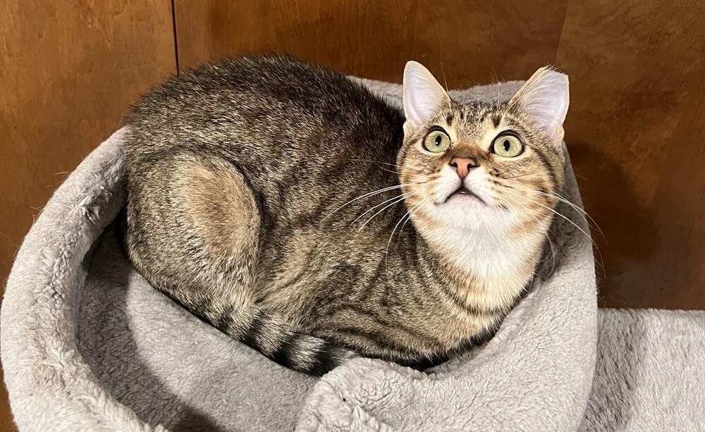 Enlarge Dusty Fang, a Adoptable Domestic Short Hair in Omaha, NE image 4/4