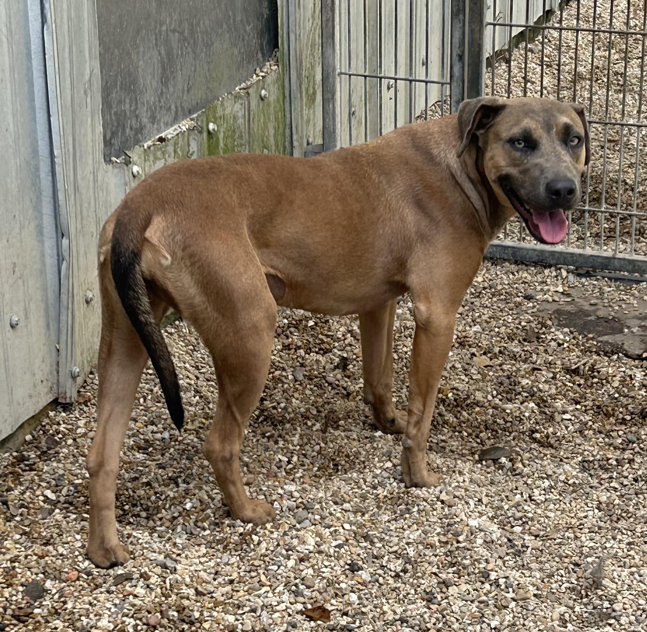 Enlarge Alyssa, a Adoptable Mixed Breed in Rayne, LA image 1/4