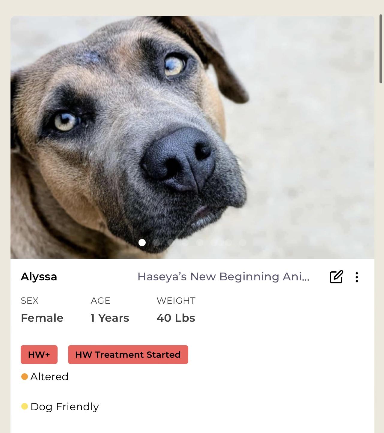 Enlarge Alyssa, a Adoptable Mixed Breed in Rayne, LA image 2/4