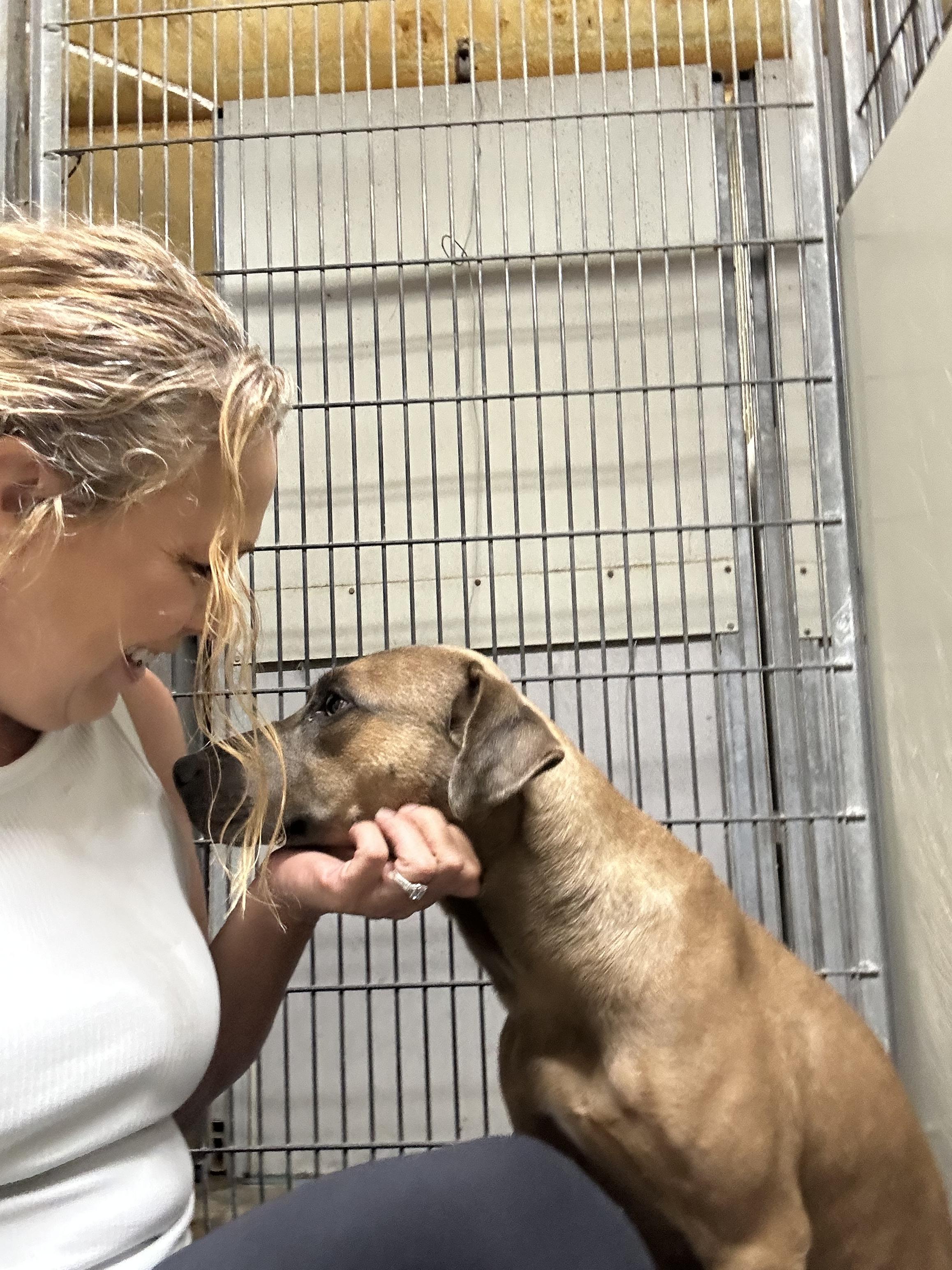 Enlarge Alyssa, a Adoptable Mixed Breed in Rayne, LA image 3/4