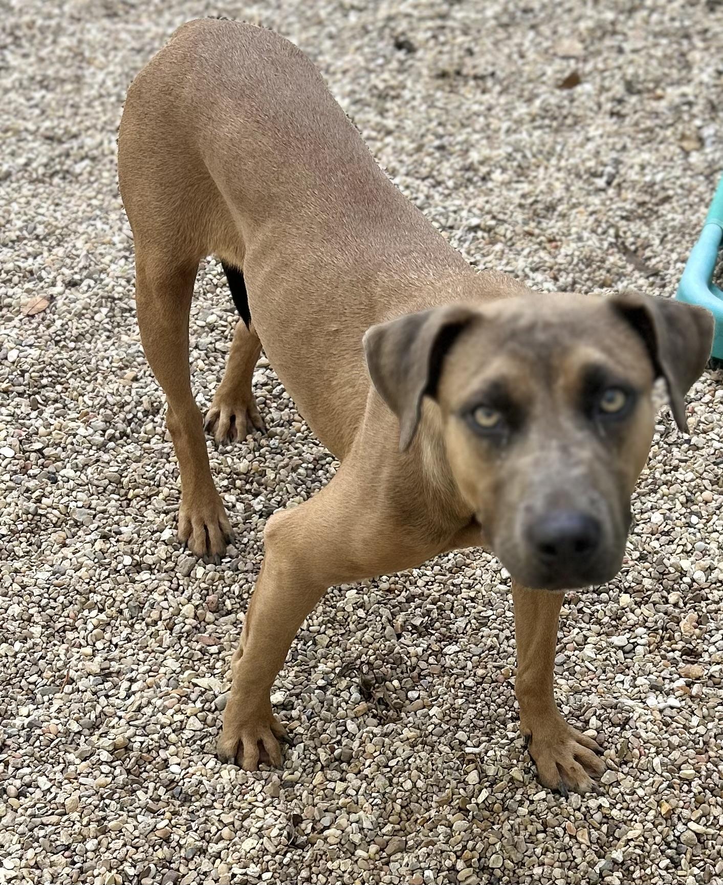 Enlarge Alyssa, a Adoptable Mixed Breed in Rayne, LA image 4/4