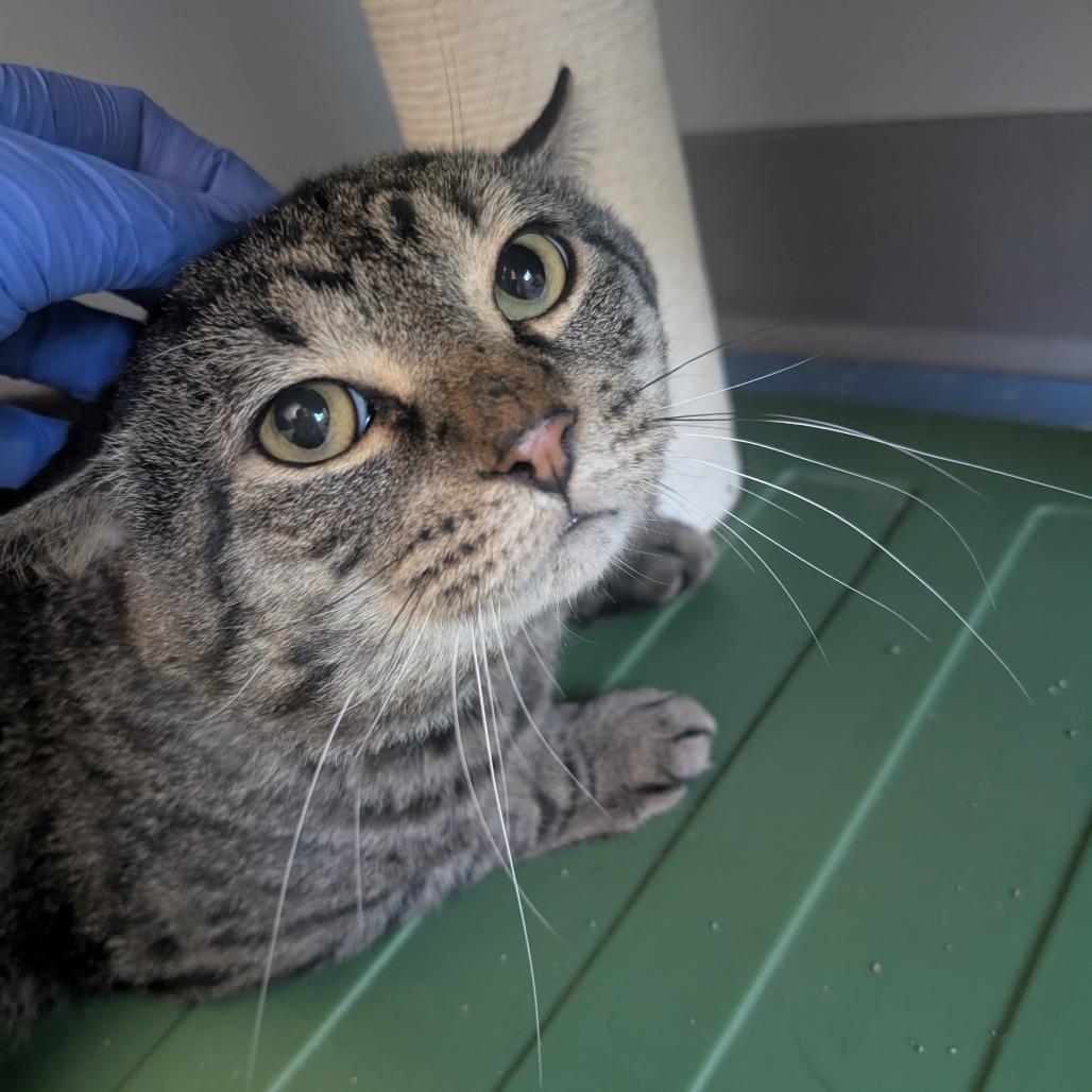 Enlarge Justice, a Adoptable Domestic Short Hair in Watertown, NY image 1/3