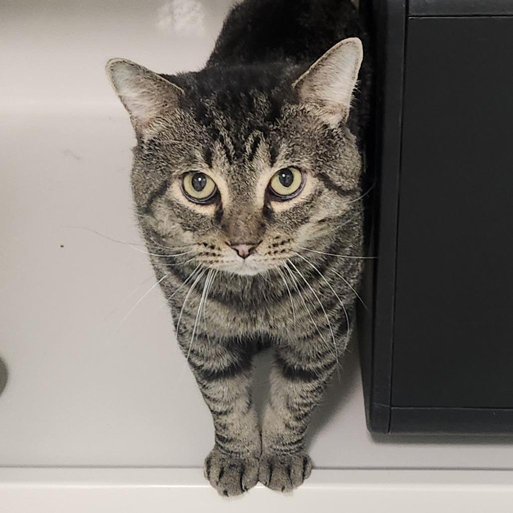 Enlarge Justice, a Adoptable Domestic Short Hair in Watertown, NY image 2/3