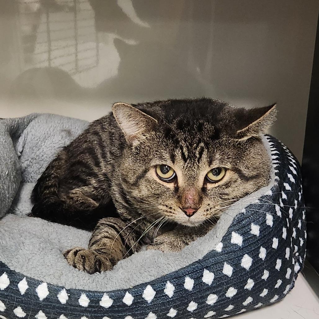 Enlarge Justice, a Adoptable Domestic Short Hair in Watertown, NY image 3/3