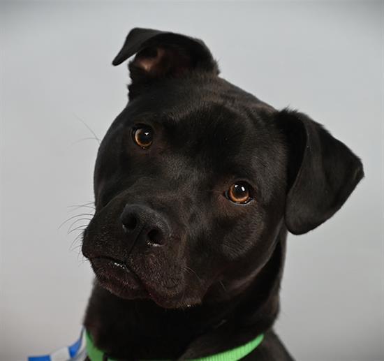Enlarge MOOSE, a Adoptable mixed breed in Loveland, CO image 1/1