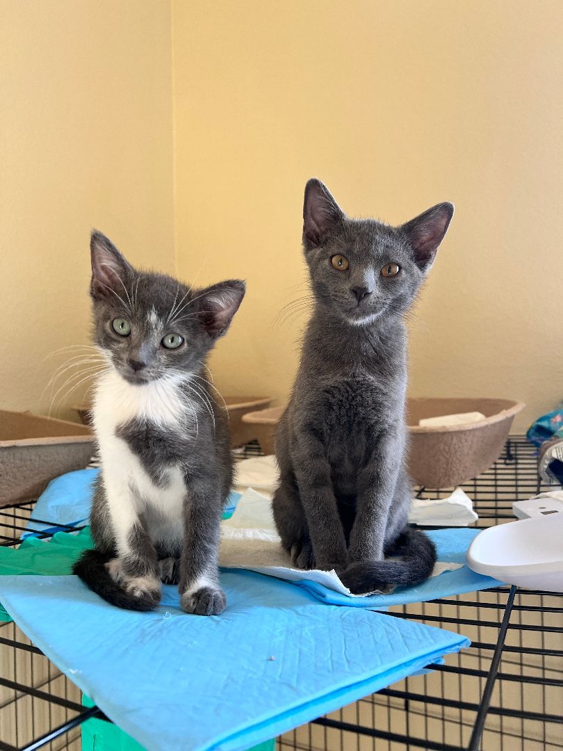 Jasper, Adopted, Kitten Male Chartreux & Korat.