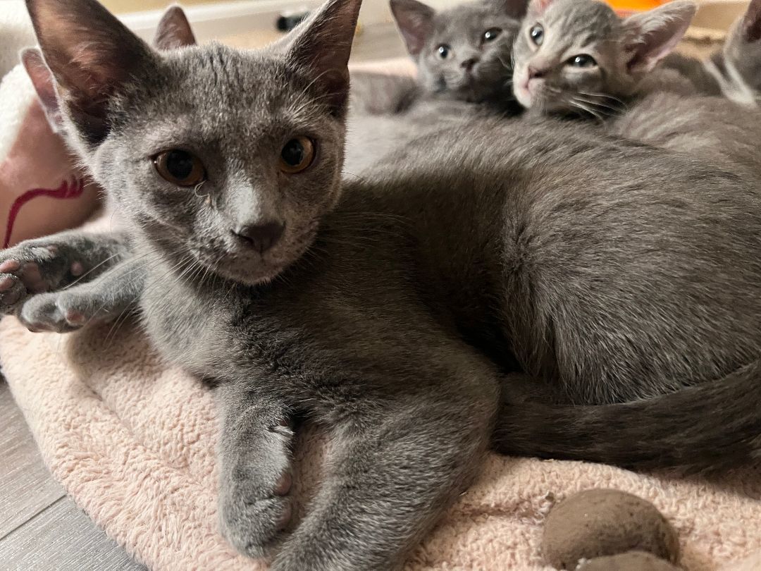 Enlarge Jasper, a Adopted mixed breed in Tempe, AZ image 2/15