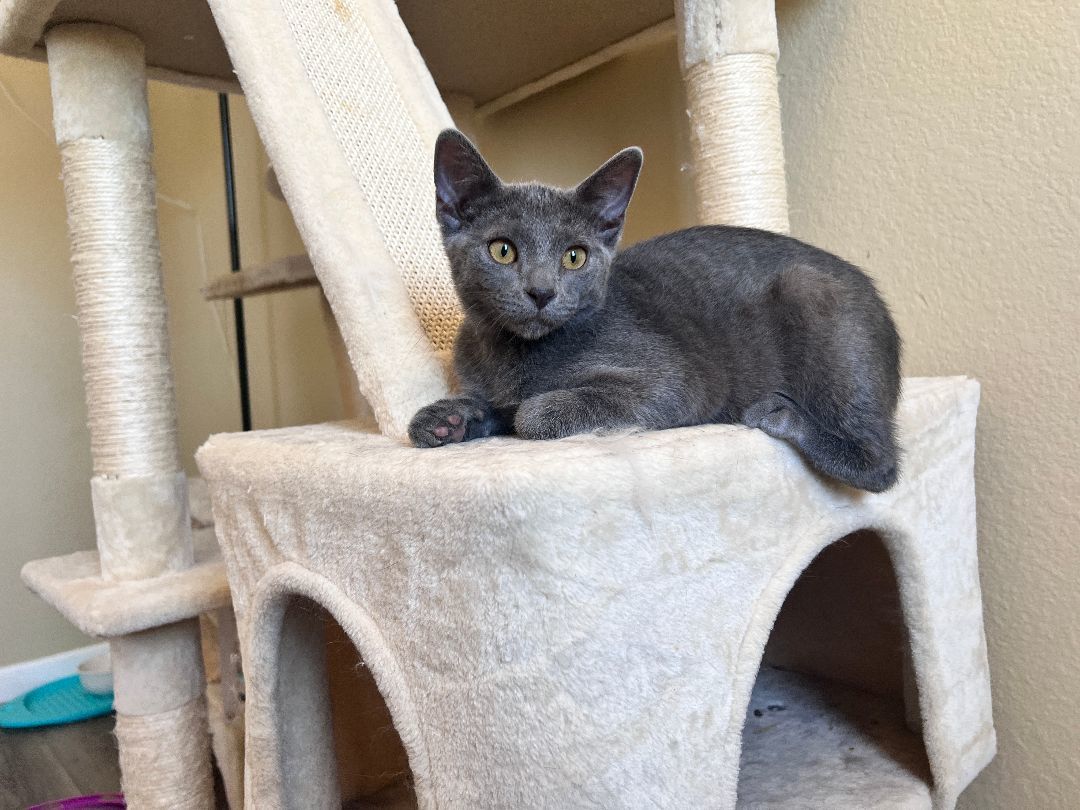 Enlarge Jasper, a Adopted mixed breed in Tempe, AZ image 3/15