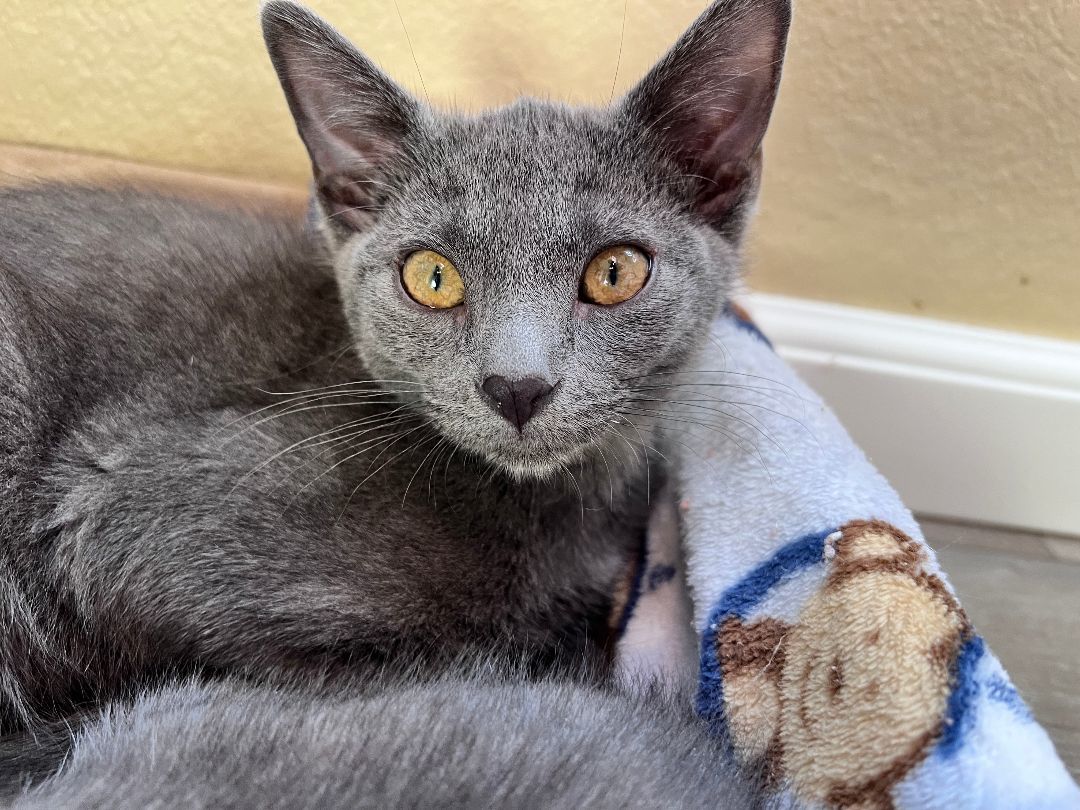 Enlarge Jasper, a Adopted mixed breed in Tempe, AZ image 5/15