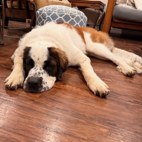Dutton, an adopted Saint Bernard in Torrance, CA image 3/6