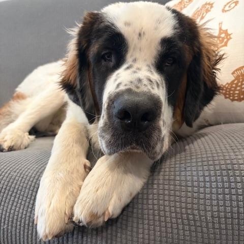 Dutton, an adopted Saint Bernard in Torrance, CA image 5/6