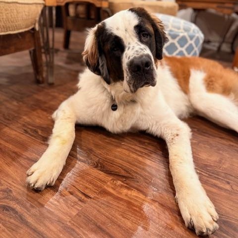 Dutton, an adopted Saint Bernard in Torrance, CA image 1/6