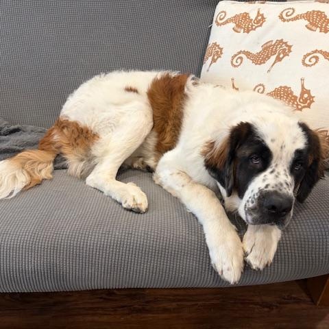 Dutton, an adopted Saint Bernard in Torrance, CA image 6/6