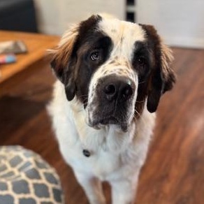 Dutton, an adopted Saint Bernard in Torrance, CA image 2/6