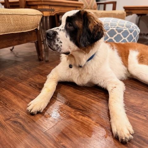 Dutton, an adopted Saint Bernard in Torrance, CA image 4/6