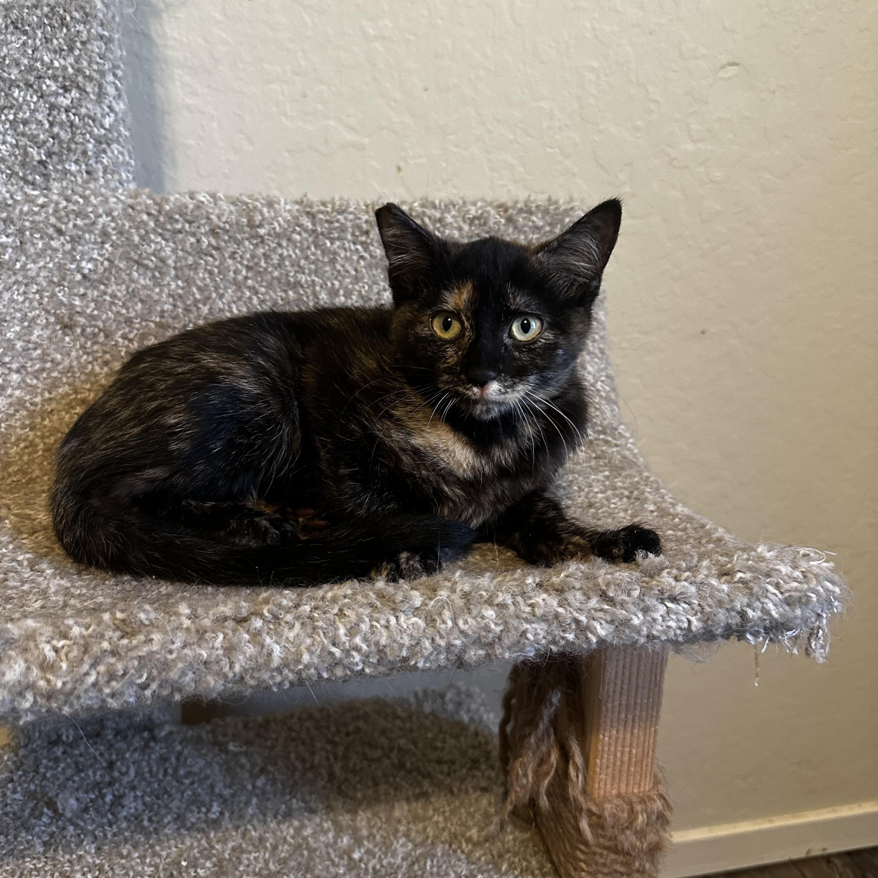 Enlarge Lena, a Adoptable Tortoiseshell in Fresno, CA image 1/3