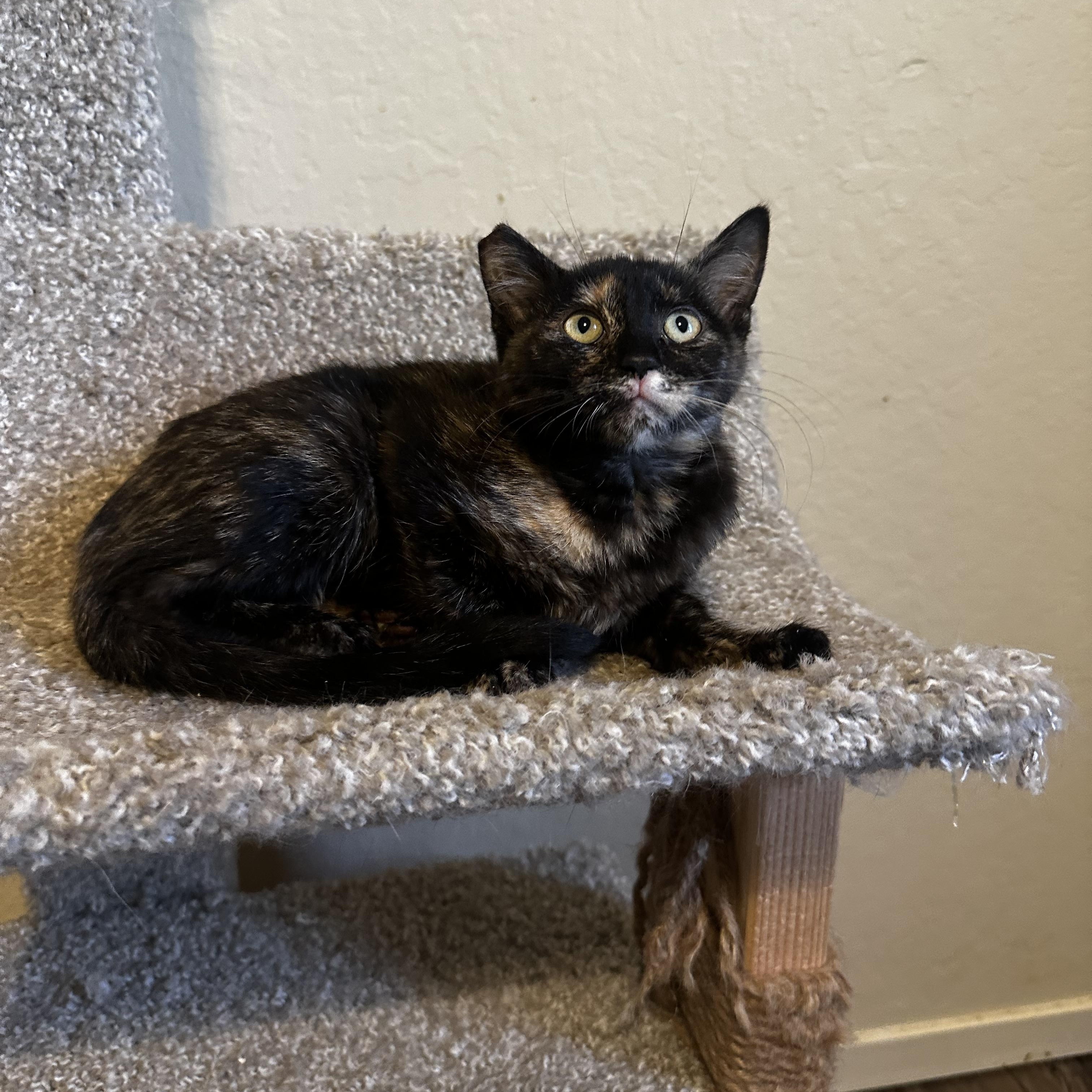 Enlarge Lena, a Adoptable Tortoiseshell in Fresno, CA image 3/3