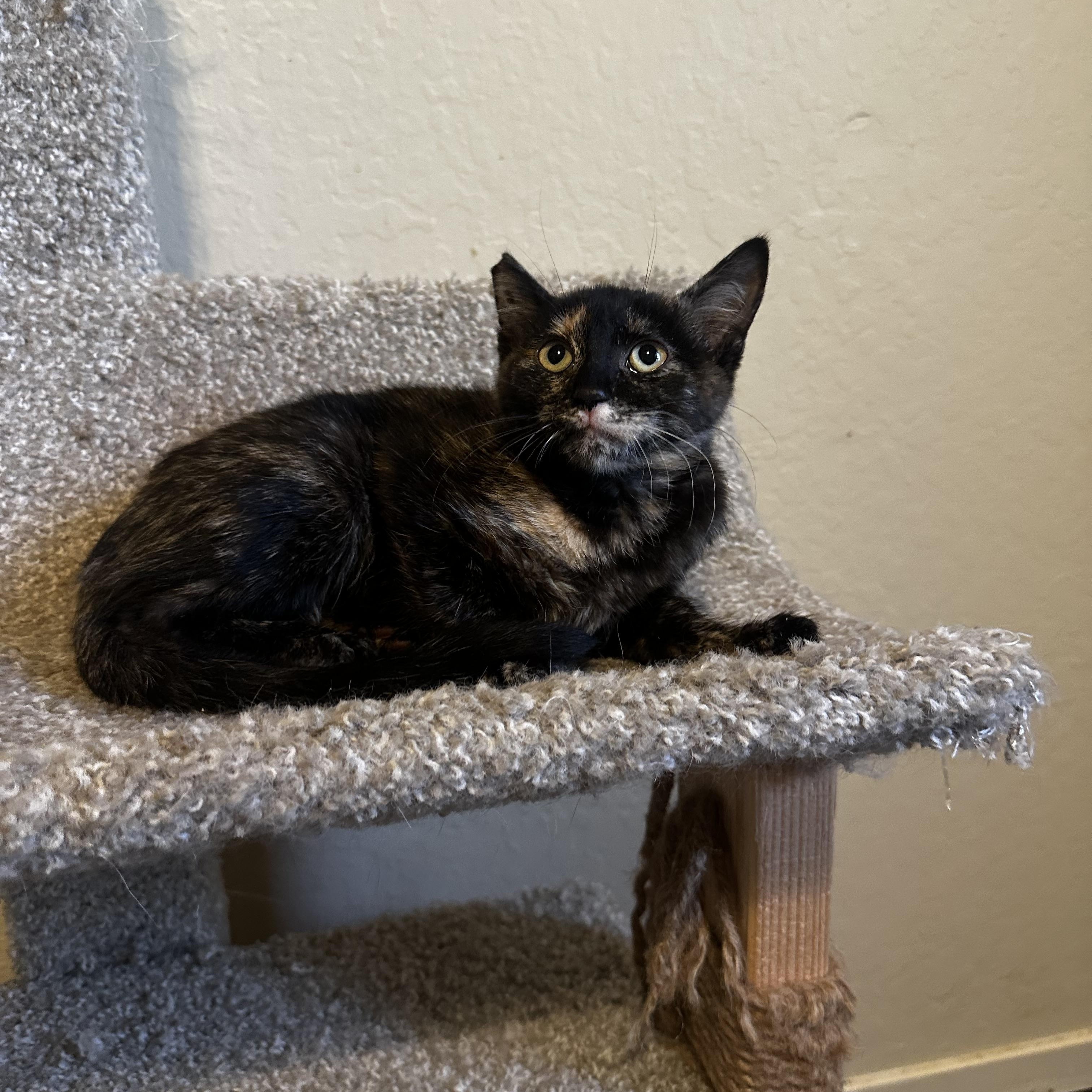 Enlarge Lena, a Adoptable Tortoiseshell in Fresno, CA image 2/3
