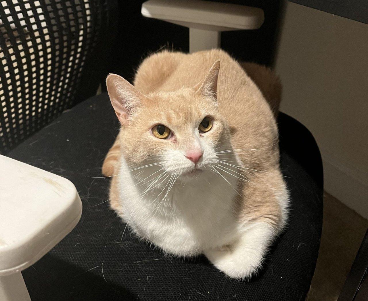Summer, Adoptable, Adult Female Domestic Short Hair.