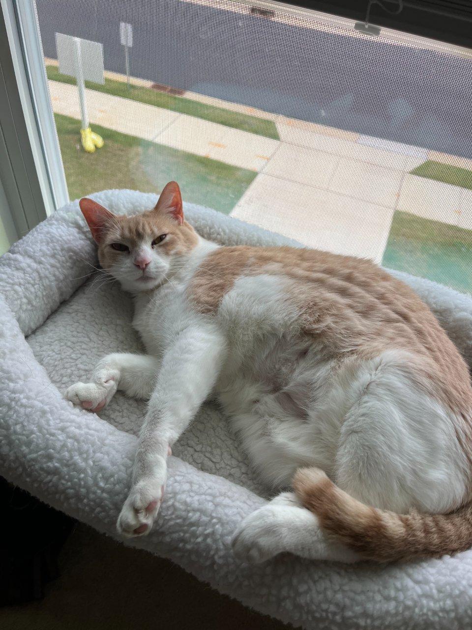 Enlarge Summer, a Adoptable Domestic Short Hair in Raleigh, NC image 2/5