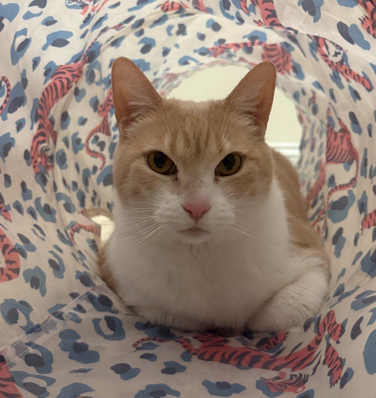 Enlarge Summer, a Adoptable Domestic Short Hair in Raleigh, NC image 3/5