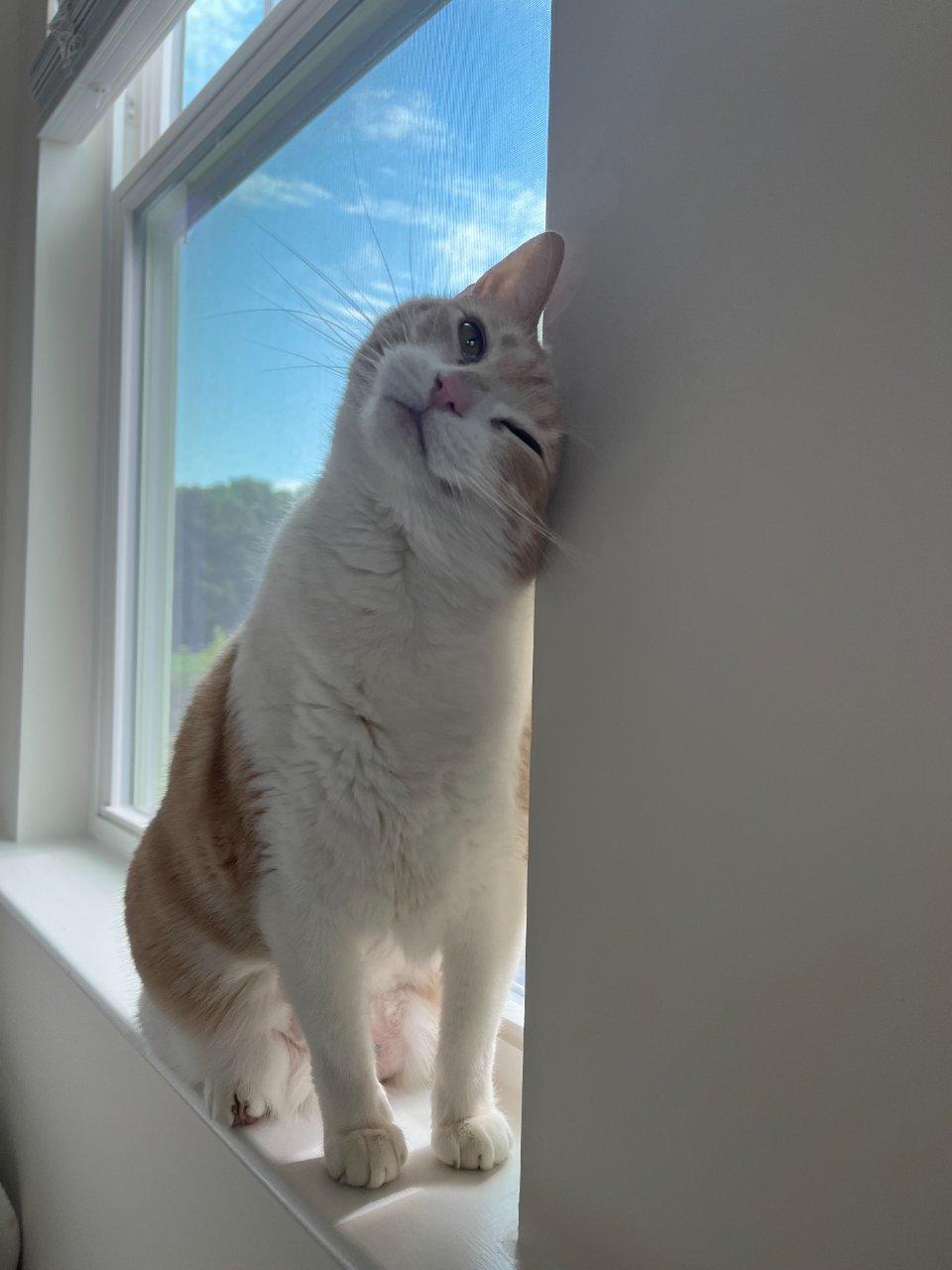 Enlarge Summer, a Adoptable Domestic Short Hair in Raleigh, NC image 5/5