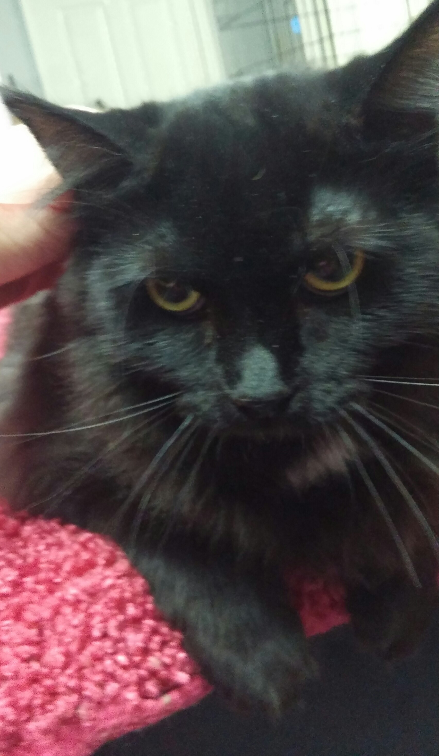 Enlarge Bright Eyes, a Adoptable Domestic Long Hair in Kansas City, MO image 1/1