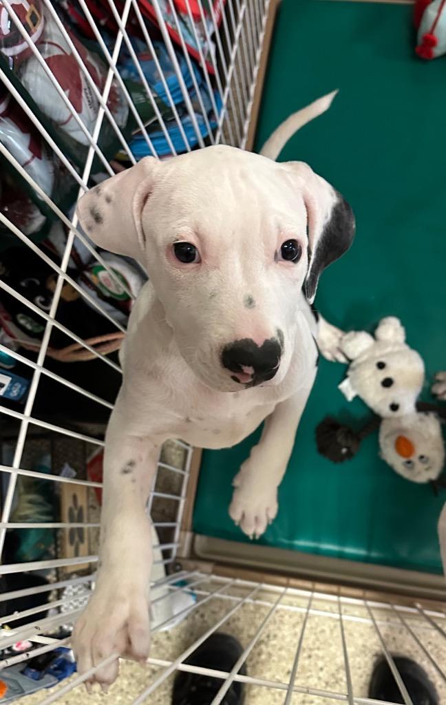 Enlarge Mercy, a Adoptable Mixed Breed in Newberg, OR image 1/4