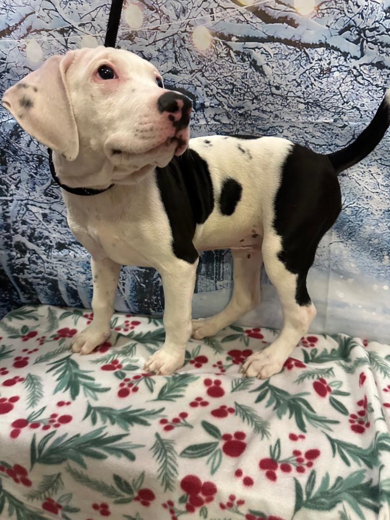 Enlarge Mercy, a Adoptable Mixed Breed in Newberg, OR image 2/4