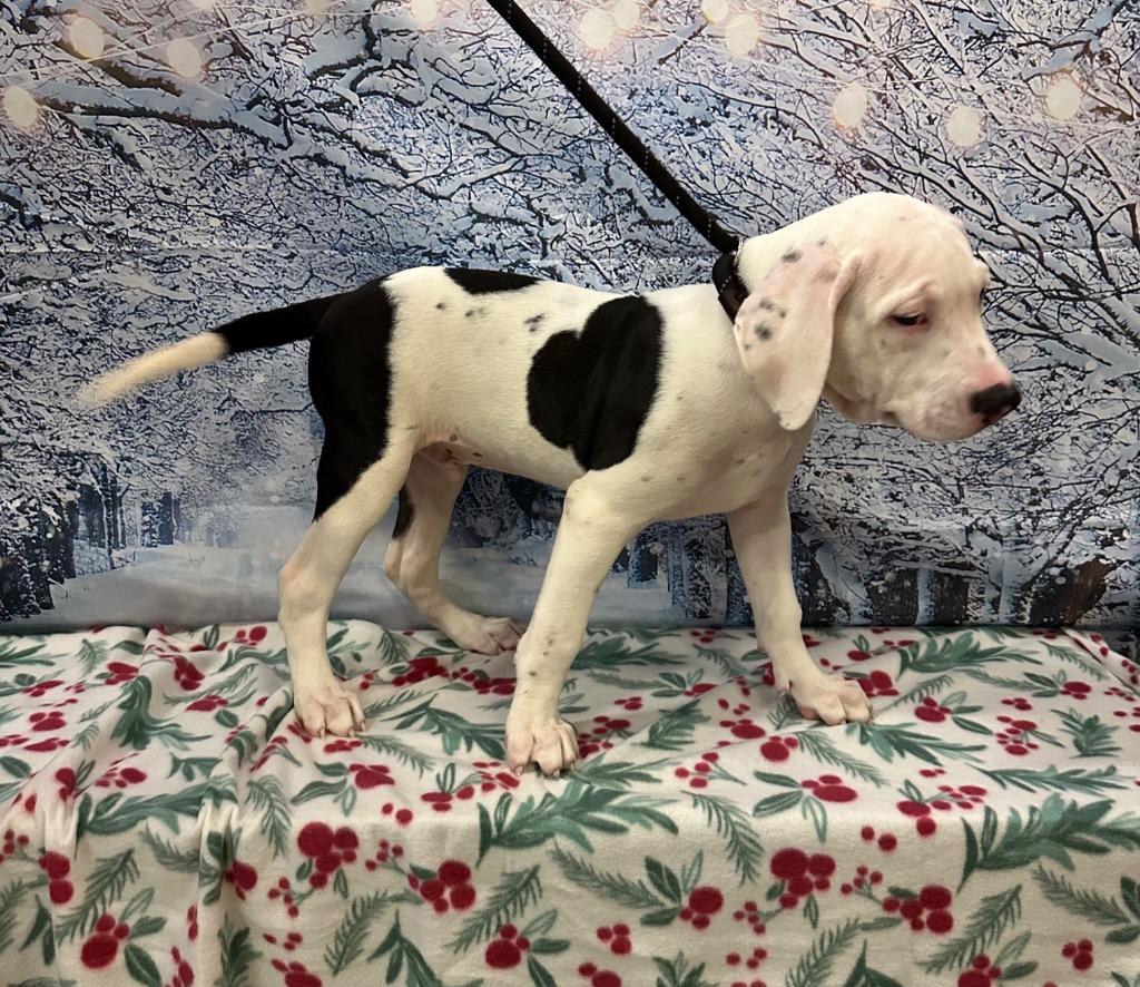 Enlarge Mercy, a Adoptable Mixed Breed in Newberg, OR image 3/4