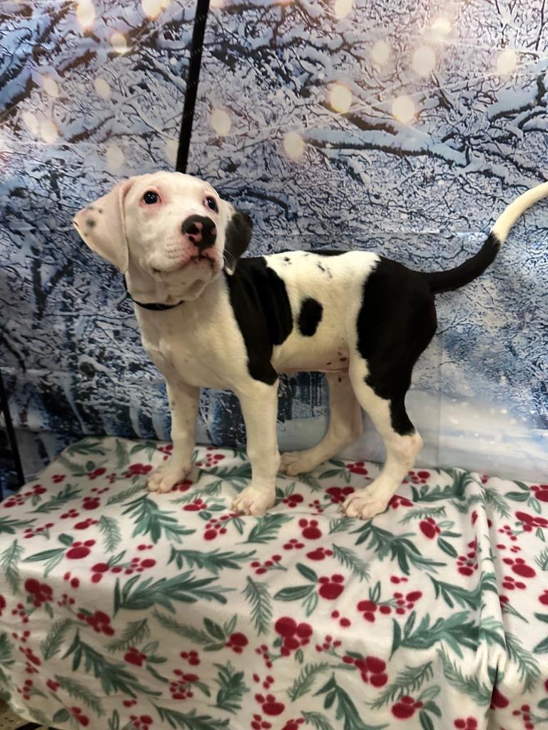 Enlarge Mercy, a Adoptable Mixed Breed in Newberg, OR image 4/4