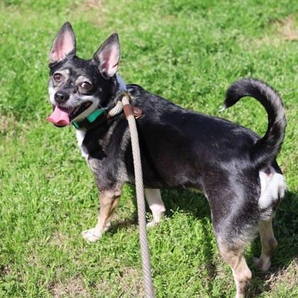 Lizzy — thumbnail 2