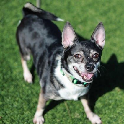 Lizzy — thumbnail 3