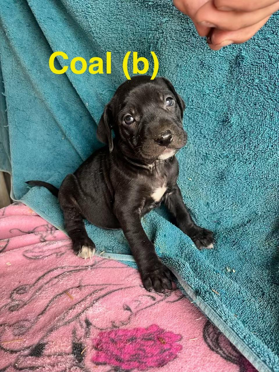 Coal, ADOPTABLE, Puppy Male Labrador Retriever & Hound.