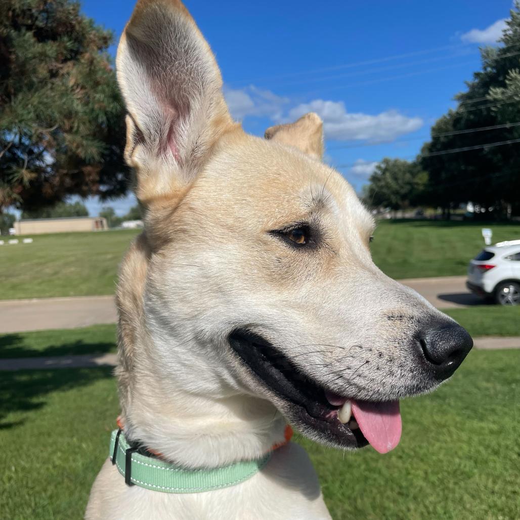 Okay Hoss, Adoptable, Adult Male Mixed Breed.