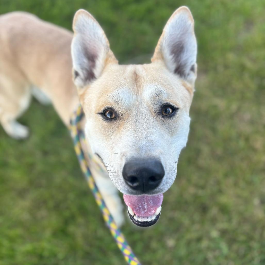 Okay Hoss, Adoptable, Adult Male Mixed Breed.