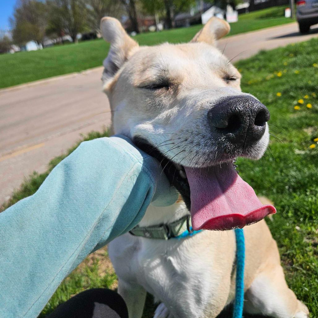 Enlarge Okay Hoss, a Adoptable Mixed Breed in Davenport, IA image 1/5
