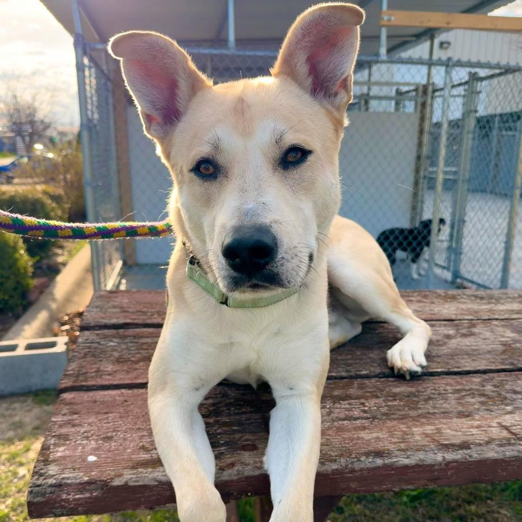 Enlarge Okay Hoss, a Adoptable Mixed Breed in Davenport, IA image 2/5