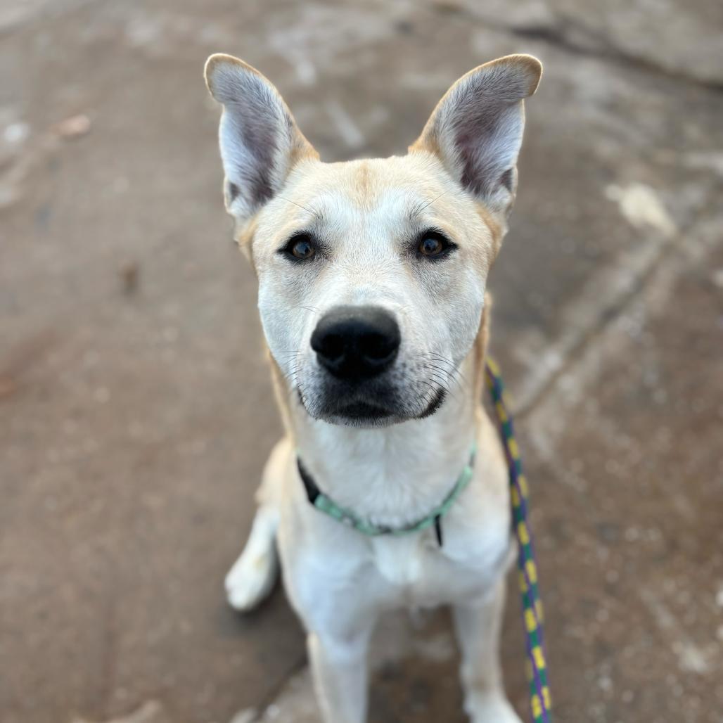 Enlarge Okay Hoss, a Adoptable Mixed Breed in Davenport, IA image 3/6