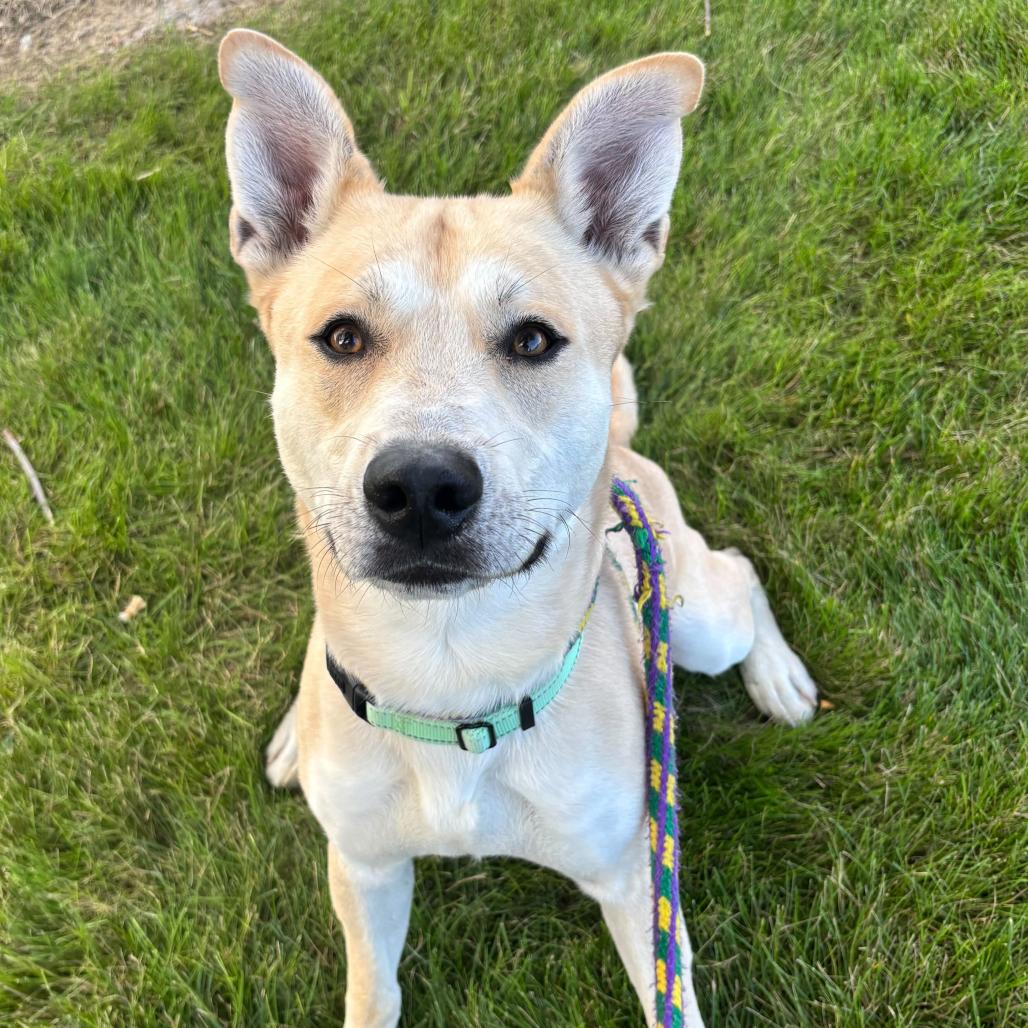 Enlarge Okay Hoss, a Adoptable Mixed Breed in Davenport, IA image 4/6