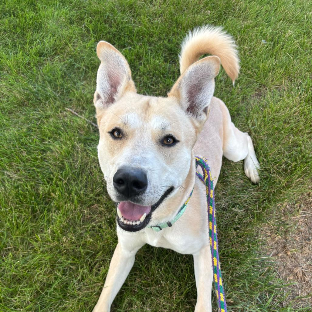 Enlarge Okay Hoss, a Adoptable Mixed Breed in Davenport, IA image 5/6