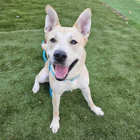 Enlarge Okay Hoss, a Adoptable Mixed Breed in Davenport, IA image 5/6