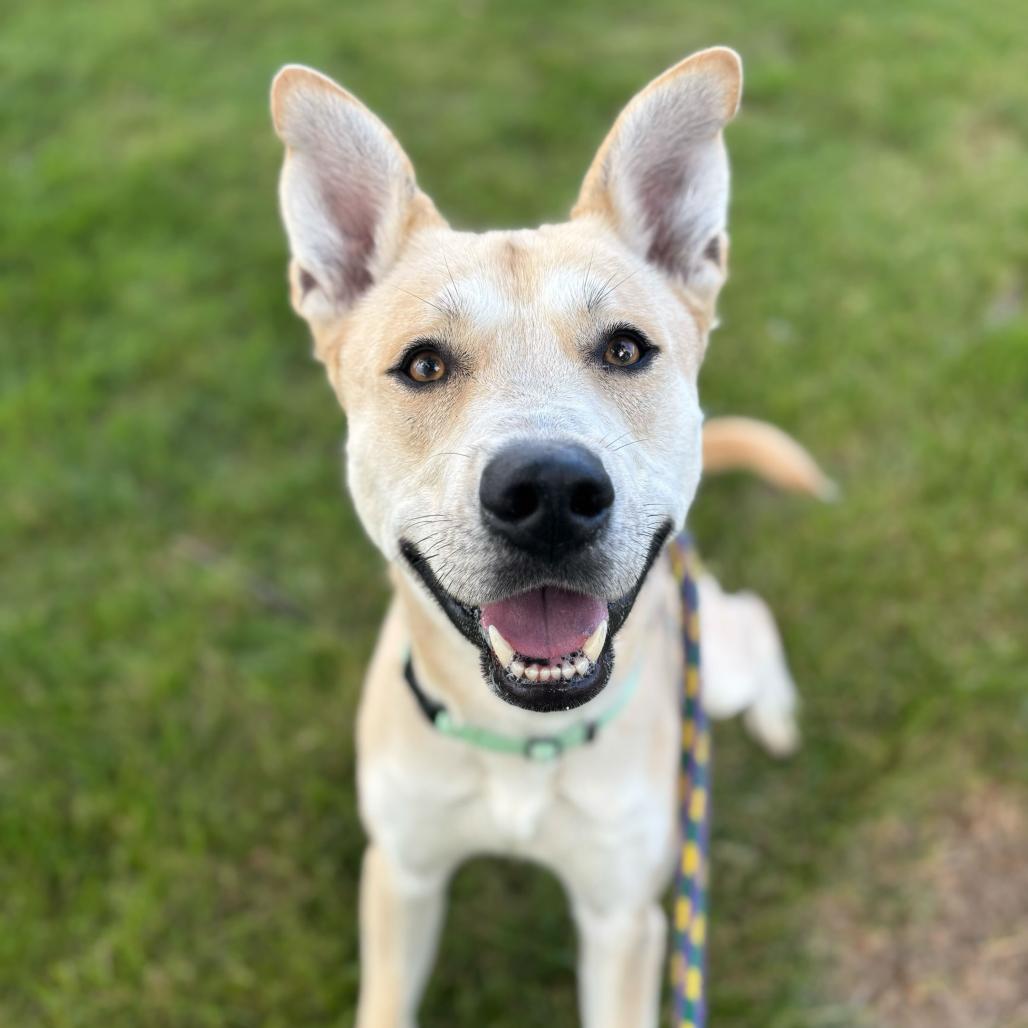 Enlarge Okay Hoss, a Adoptable Mixed Breed in Davenport, IA image 6/6