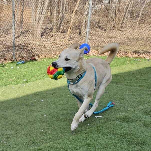 Enlarge Okay Hoss, a Adoptable Mixed Breed in Davenport, IA image 5/5