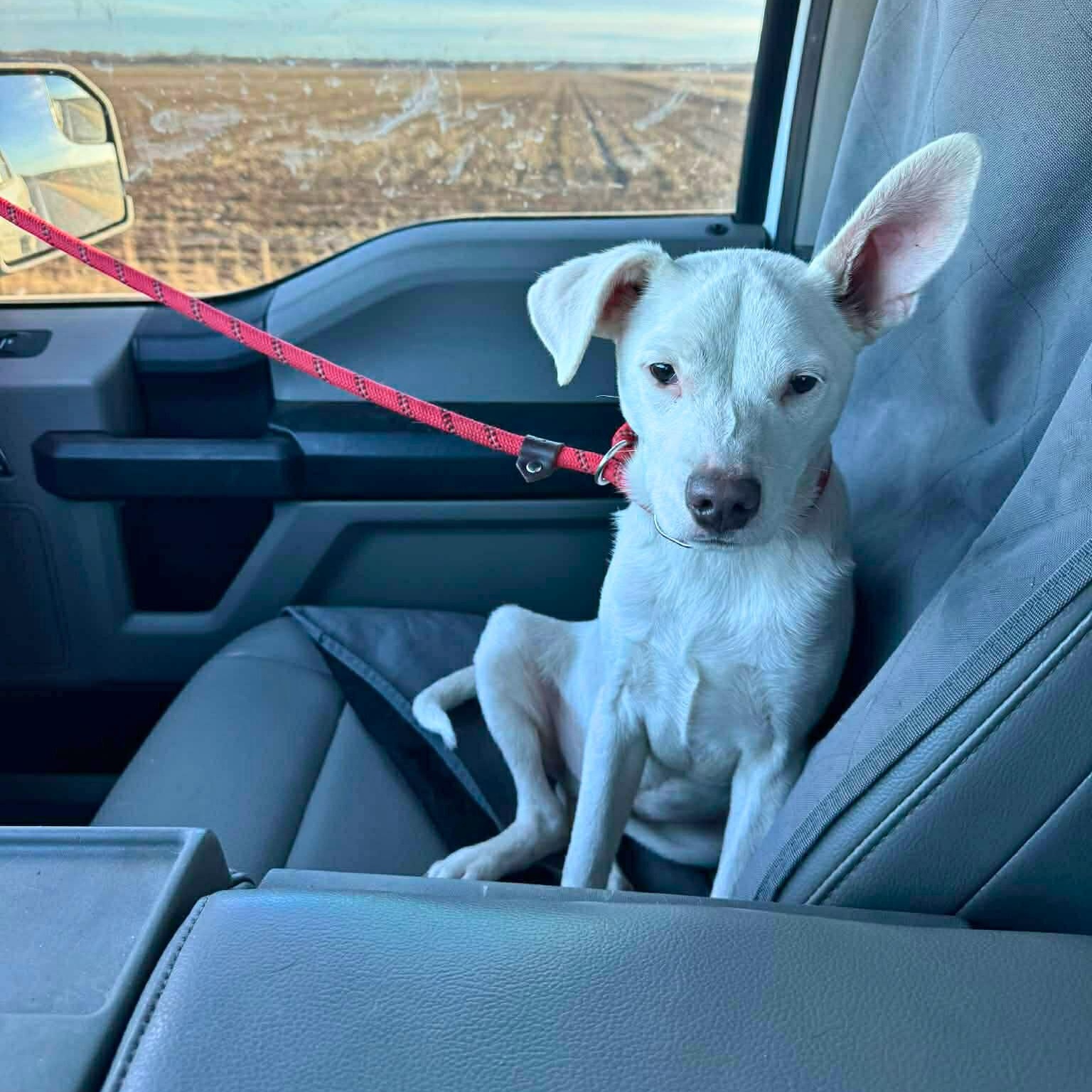 Enlarge Frosty, a Adoptable mixed breed in Enfield, CT image 4/5