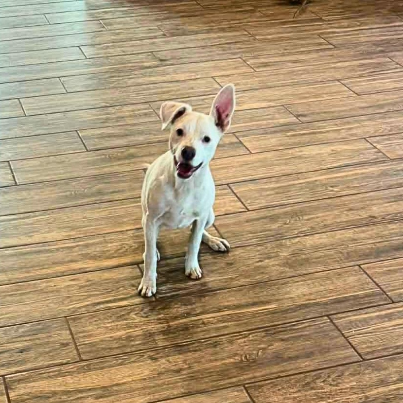 Enlarge Frosty, a Adoptable mixed breed in Enfield, CT image 5/5