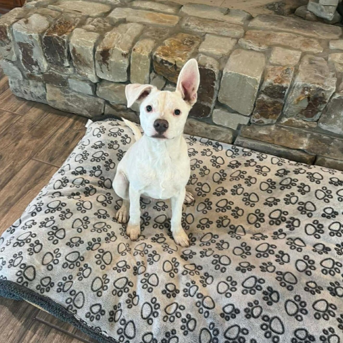 Enlarge Frosty, a Adoptable mixed breed in Enfield, CT image 3/5