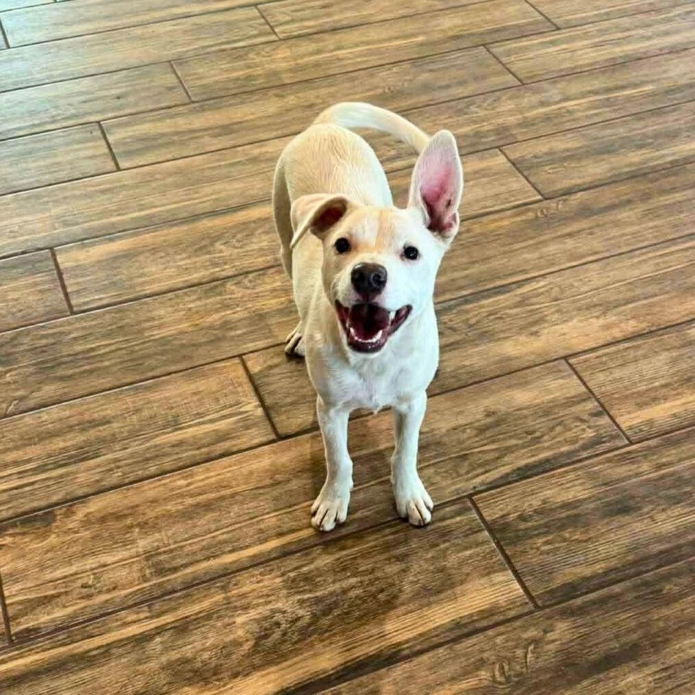 Enlarge Frosty, a Adoptable mixed breed in Enfield, CT image 1/5