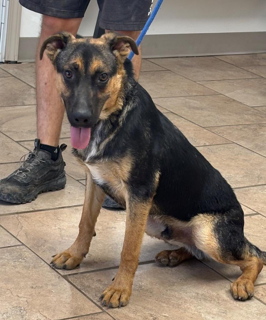 Mickey, Adoptable, Puppy Male German Shepherd Dog.